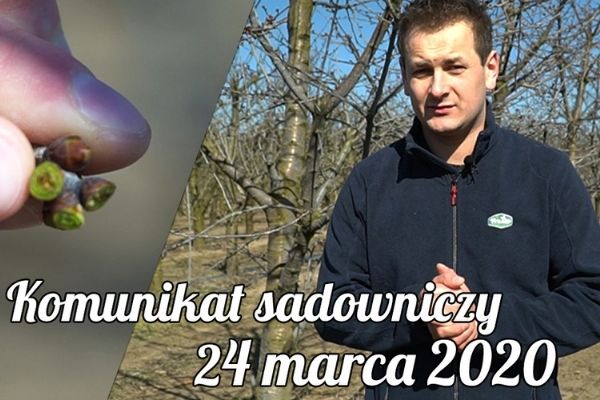 Komunikat sadowniczy 24.03.2020r./ początek wegetacji i uszkodzenia mrozowe
